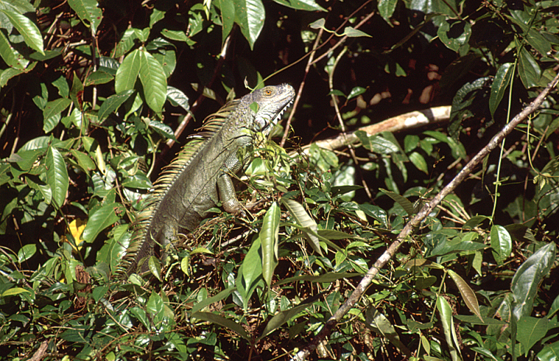 15_Leguaan (Iguana), Tortuguero.jpg